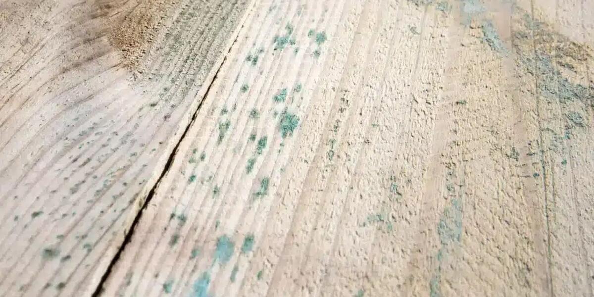 Почему синеет древесина